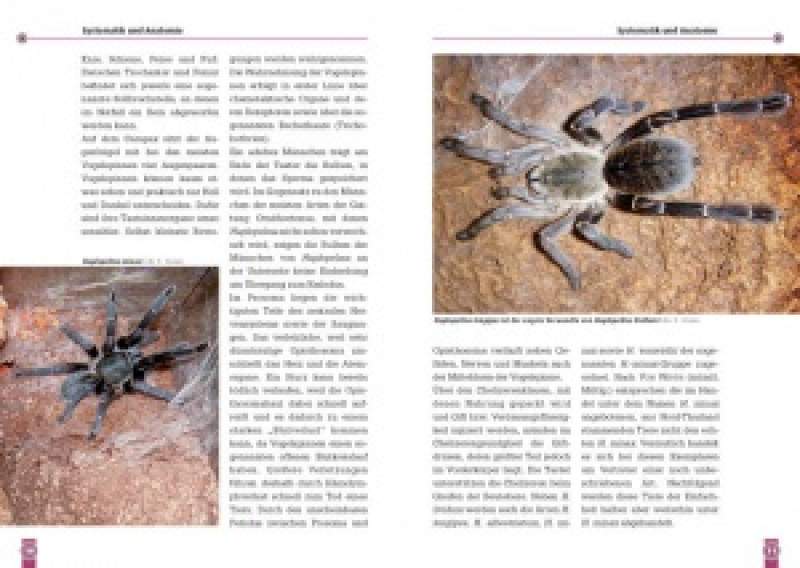 Preview: Die Blaue Thai-Vogelspinne